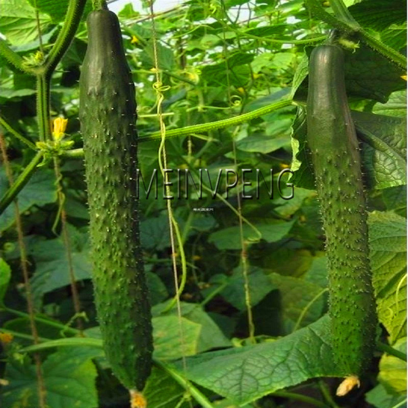 Organic Chinese Cucumber Seeds Rare Exotic Vegetable Fruit For Indoor And Outdoor Cultivation Pack Of 50 - 2