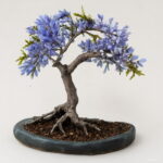 20 100% Real Japanese Ghost Blue Maple Tree Bonsai Acer Palmatum All - 6