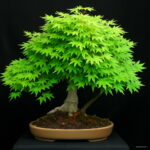 20 100% Real Japanese Ghost Blue Maple Tree Bonsai Acer Palmatum All - 5