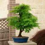 20 100% Real Japanese Ghost Blue Maple Tree Bonsai Acer Palmatum All - 4