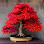 20 100% Real Japanese Ghost Blue Maple Tree Bonsai Acer Palmatum All - 2