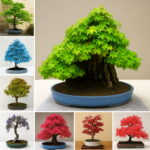 20 100% Real Japanese Ghost Blue Maple Tree Bonsai Acer Palmatum All