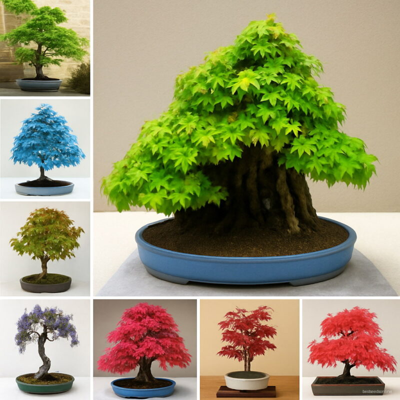 20 100% Real Japanese Ghost Blue Maple Tree Bonsai Acer Palmatum All