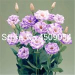 100pcs Eustoma Bonsai Seedsplants Perennial Flowering Plants Balcony Potted Flowers Lisianthus Home Garden - 3