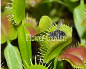 100 Pcs Pack Potted Insectivorous Plant Bonsai Dionaea Muscipula Giant Clip Venus Flytrap Garden Carnivorous - 2