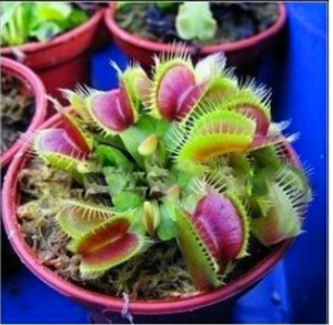 100 Pcs Pack Potted Insectivorous Plant Bonsai Dionaea Muscipula Giant Clip Venus Flytrap Garden Carnivorous