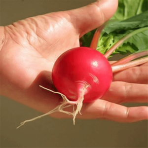 100pcs Vegetable Bonsais Red Round Cherry Radish