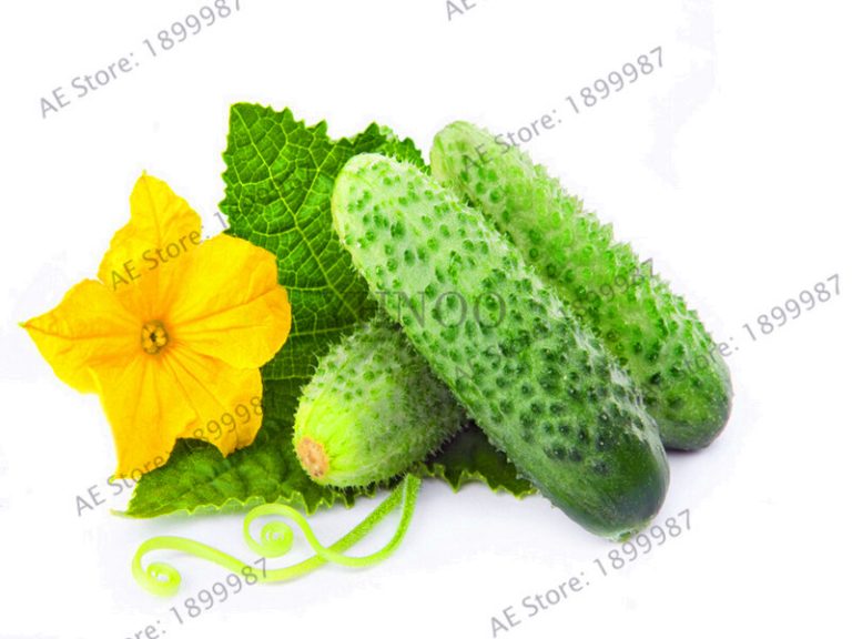 Organic Mini Cucumber Seeds 100pcsbag Free