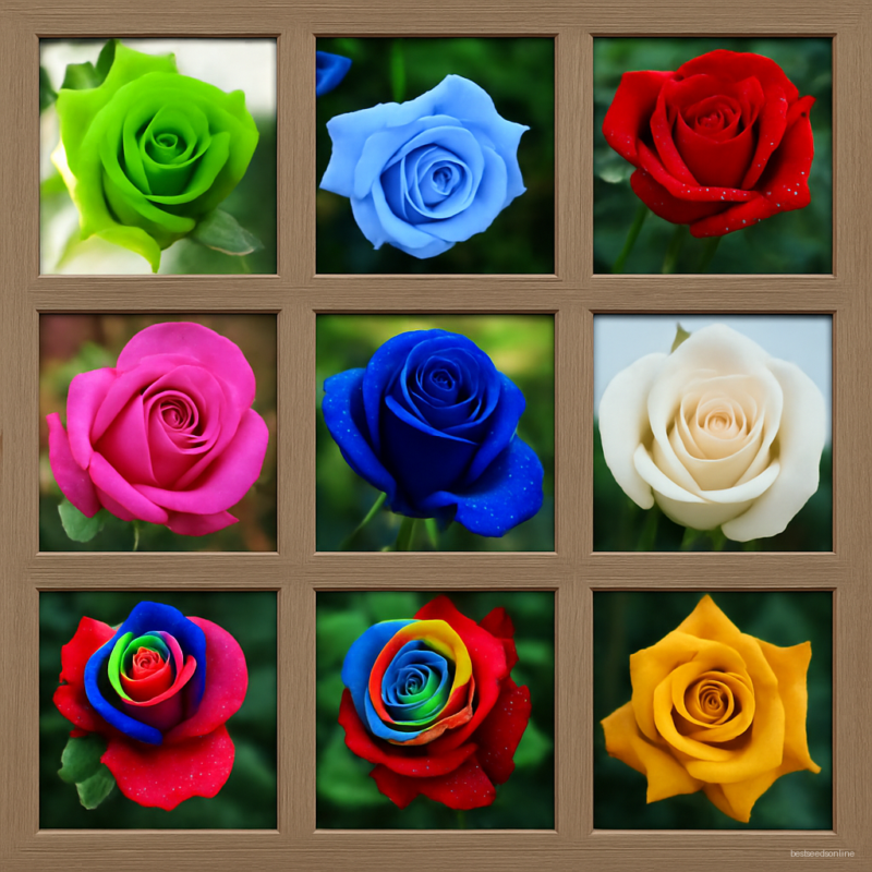 Pots Planters Rainbow Rose Garden Beautiful Plantas Bonsai Plants