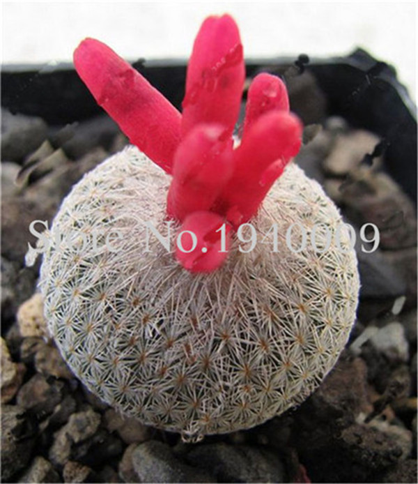 200 Pcs Rare Succulent Cactus Flower Seeds Airpurifying Indoor Greenery Potted Decoration - 8