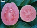 China Delicious Guava Outdoor Tropical Fruit Non-gmo Diy Home Garden Plant Fresh Plants 30 Pcs - 2