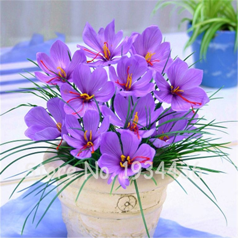 Saffron Crocus Flower Seeds 100 Pcs For Free Shipping Worldwide