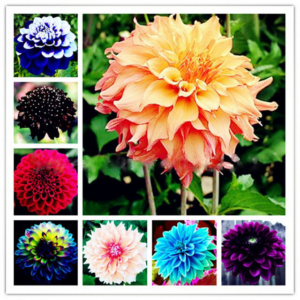 Big 60 Pcs Bonsai Light Dahlia Charming Chinese Colorful Flower Ornamental Pot Plant Home Garden