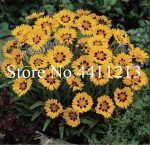 100 Pcs Rare Plants Cosmos Plantas Coreopsis Flower Bonsai Chrysanthemum Branch Plant Home Garden - 5