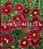 100 Pcs Rare Plants Cosmos Plantas Coreopsis Flower Bonsai Chrysanthemum Branch Plant Home Garden - 4