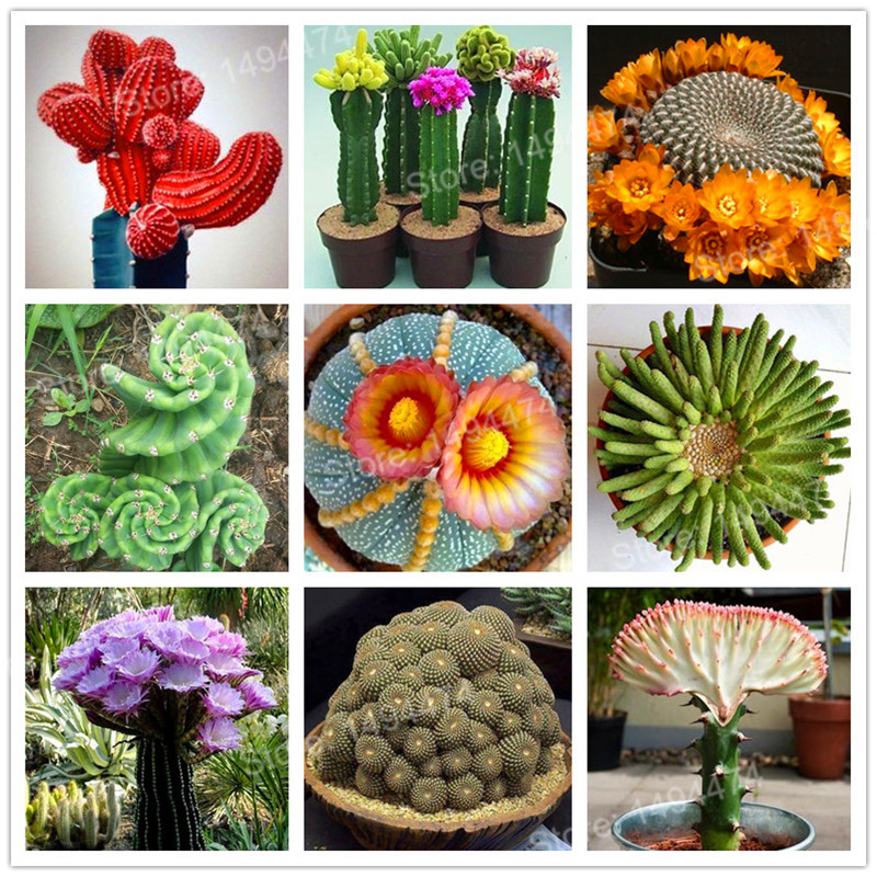 100 Mixed Cactus Flower Collection Succulent Lotus Lithops Pseudotruncatella Easytogrow Collection Ideal For Indoor Decor - 7