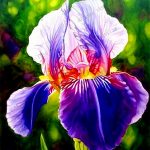 50pcsbag Mixed Color Iris Flower Plantasbonsai Floresling Nature Plants Orchid Diy Home Garden - 4