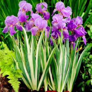 50pcsbag Mixed Color Iris Flower Plantasbonsai Floresling Nature Plants Orchid Diy Home Garden - 2