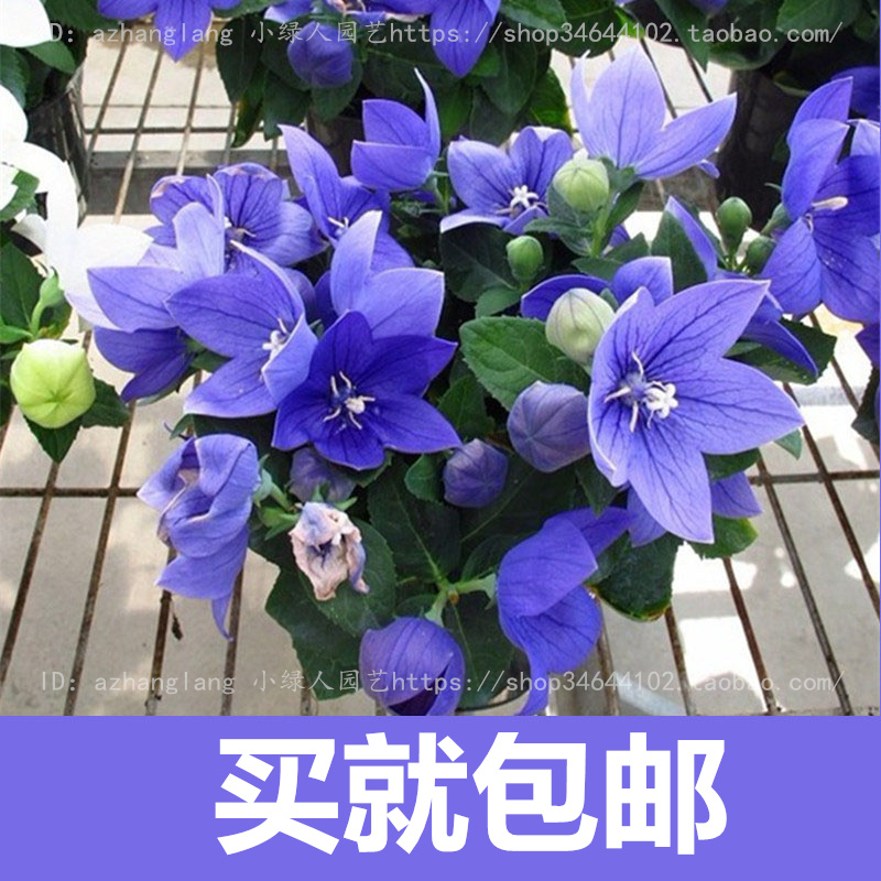 50pcs Mixed Color Iris Flower Bag For Indooroutdoor Landscaping Beautiful Orchid Collection - 19