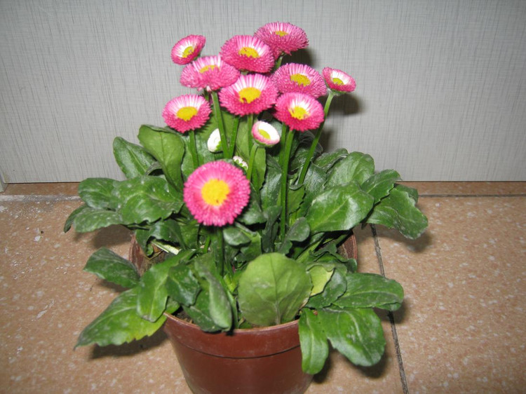 Exquisite Daisy Flowers Strawberry Ice Cream Fragrance Tenpiece Imported Potted Chrysanthemum Set - 10