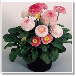 Exquisite Daisy Flowers Strawberry Ice Cream Fragrance Tenpiece Imported Potted Chrysanthemum Set - 5