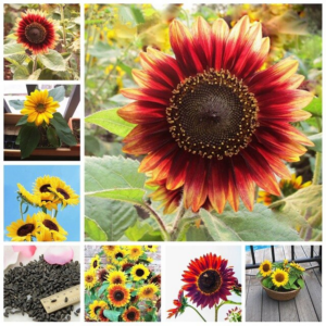 50 Pcs Bag Sunflower Bonsai 11 Kinds Sun Fortune Bloom Garden Potted Plants Jardin Blooming Flowers Easy To Grow