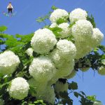 30pcs Bonsai Mixed Hydrangea Paniculata Vanilla Fraise Strawberry Flower Climbing Plant Home Garden - 2