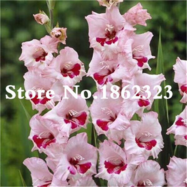 100 Pcs Exotic Gladiolus Flower Seeds Rare Sword Lily Perennial Bloom Ideal For Patios And Landscaping - 1