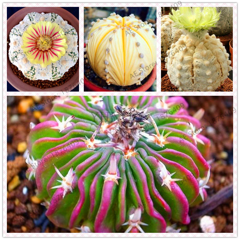 200 Unique African Mixed Cactus Air Purifying Heat Resistant Easy Maintenance Succulent Tree Collection - 1