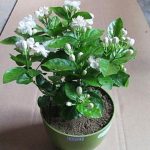 White Terrace Potted Plant Variety Bonsai Jasmine Silk 10pcs - 2