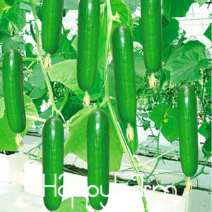 200 Pcs Cucumber Bonsai Early Variety