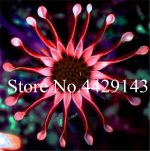 100 Pcs Mixed Color Blue Eyed Daisy Flower Osteospermum Bonsai Plant Natural Growth Home Garden - 3