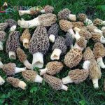 100pcs Delicious Giant Mushroom Bonsai Organic Green Food Funny Succulent Plant Edible Healthy Vegetable Happy Farm - 2