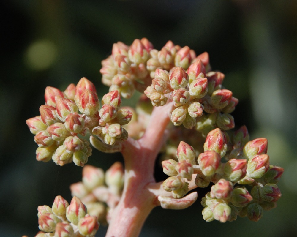 Discounted 200 Pcs Echeveria Purpusorum Fresh Succulent Stunning Round Leaf Rare Unique Indoor Greenery Decoration - 14