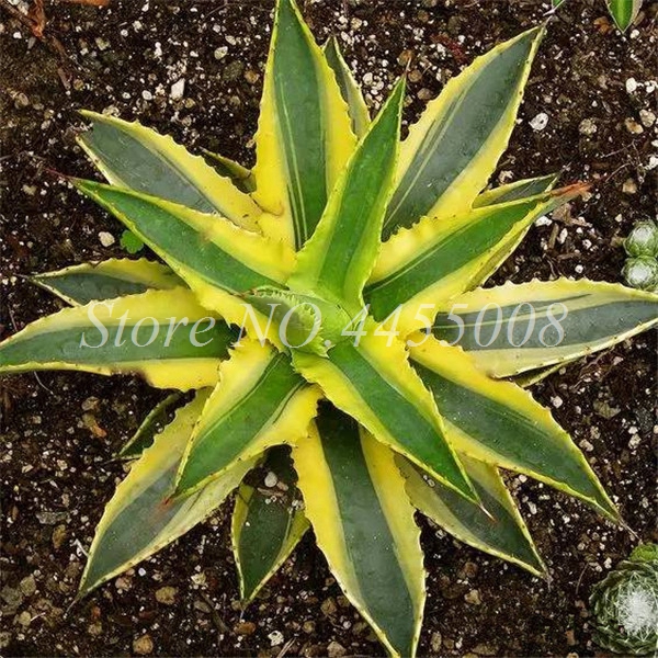 100piece Mixed Aloe Cacti Agave Rare Exotic Indoor Succulents For Potting And Landscaping - 3