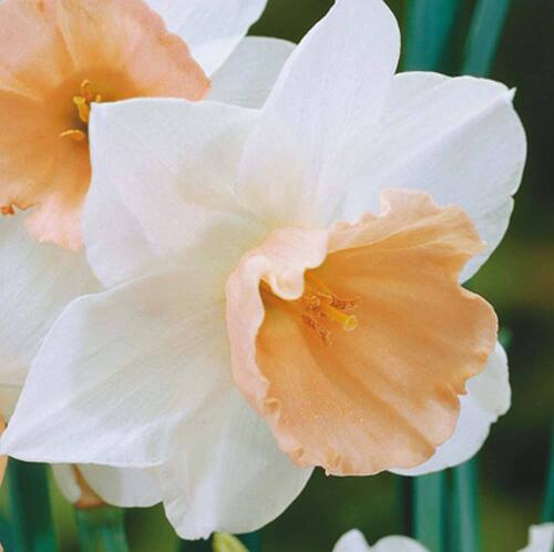 1000 Pieces Narcissus Daffodil Double Petal Radiation Absorbing Diy Potting For Indoor Greenery - 4