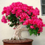 Bougainvillea Spectabilis Bonsais Bonsai Flower Plant 10pcssan Mei