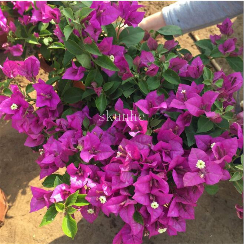 Bougainvillea Spectabilis Flower Seeds 10pcs For Beautiful Indoor Landscaping Decor - 5