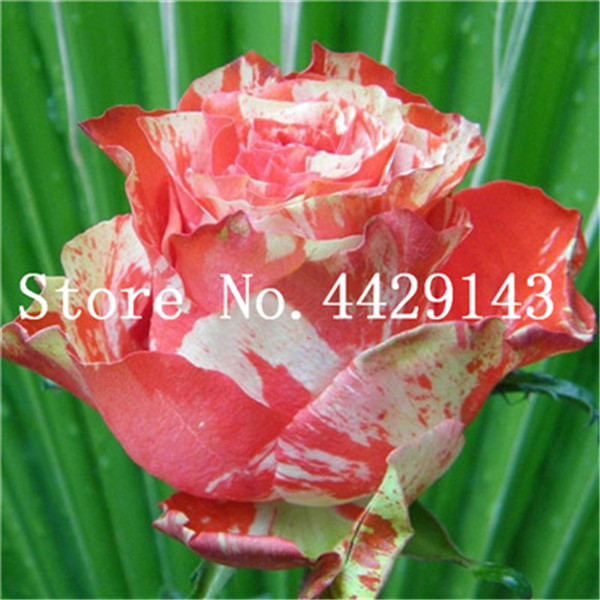 Roses 200 Pcsbag Rare German Dragon Rose Blooms For Diy Balcony Indoor Decor - 6