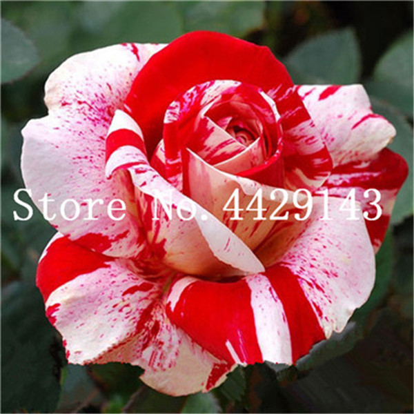 Roses 200 Pcsbag Rare German Dragon Rose Blooms For Diy Balcony Indoor Decor - 2