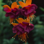 100 Pcs Fuchsia Hybrida Hort Petals Lantern Flower Garden Home Flores Semillas Plant - 5