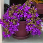 100 Pcs Fuchsia Hybrida Hort Petals Lantern Flower Garden Home Flores Semillas Plant - 4