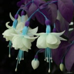 100 Pcs Fuchsia Hybrida Hort Petals Lantern Flower Garden Home Flores Semillas Plant - 2