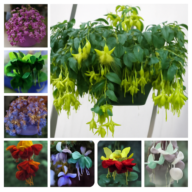 100 Pcs Fuchsia Hybrida Hort Petals Lantern Flower Garden Home Flores Semillas Plant