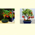 20 Rare Mini Cherry Plants 50 Pomegranate Plantas Bonsai Fruit Floresling Diy Home Garden Planting Only