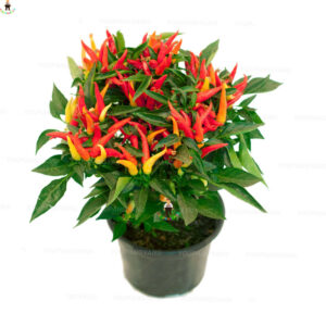 100pcs Chilli Red Jalapeno Chili Pepper Bonsai Organic Vegetables Plants Courtyard Amp Balcony Outdoor Plant Home Garden - 2