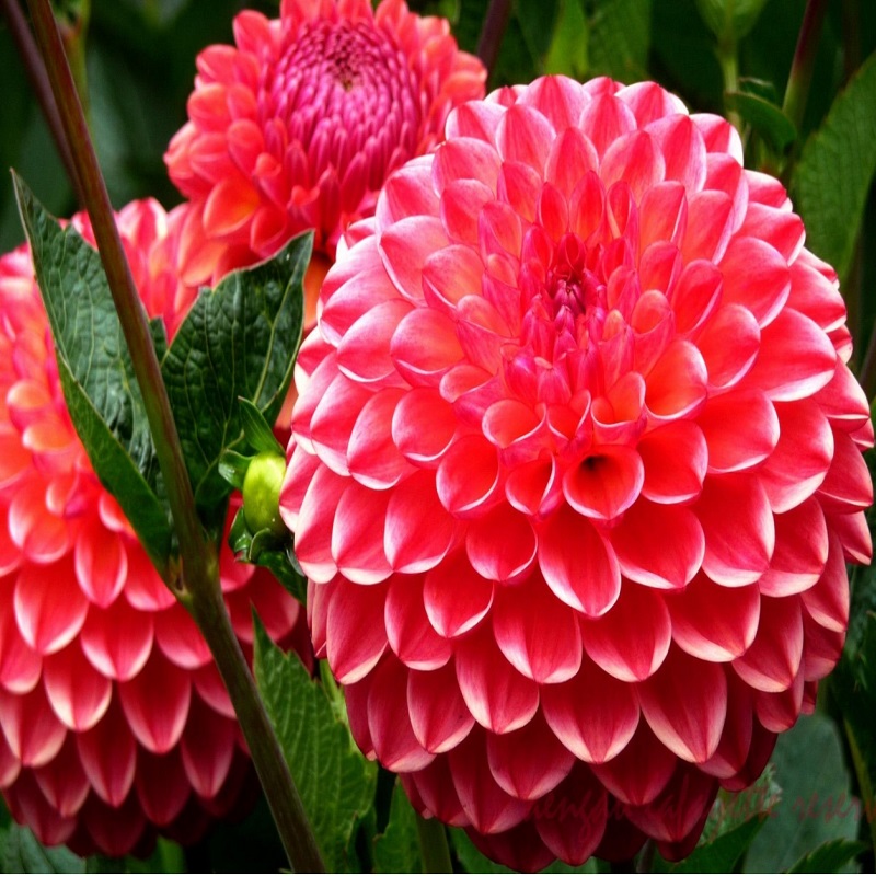 Exquisite Multicolored Flower Seeds 10pcs Per Bag For Diy Landscaping - 2