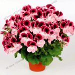 Pcsbag 17 Colors Univalve Geranium Garden Perennial Flower Flores Pelargonium Peltatum Plantas Bonsai Plant - 2