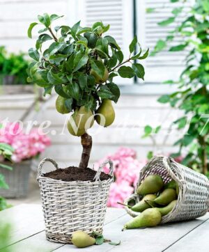 Rare Pear Bonsai Super Sweet Juicy Heirloom Fruit Plant Gaint Golden Organic De Frutas Home Garden 40 Pcs - 2