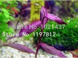 15 Kinds Aquarium Fish Tank Grass Water Aquatic Plant Diy Indoor Bonsai Garden - 2